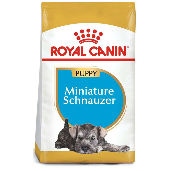 Schnauzer Puppy 1.1 Kg. Profesional