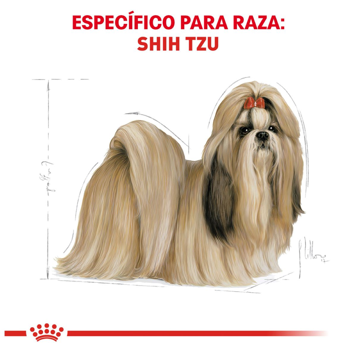 Shih Tzu 4.5 Kg.