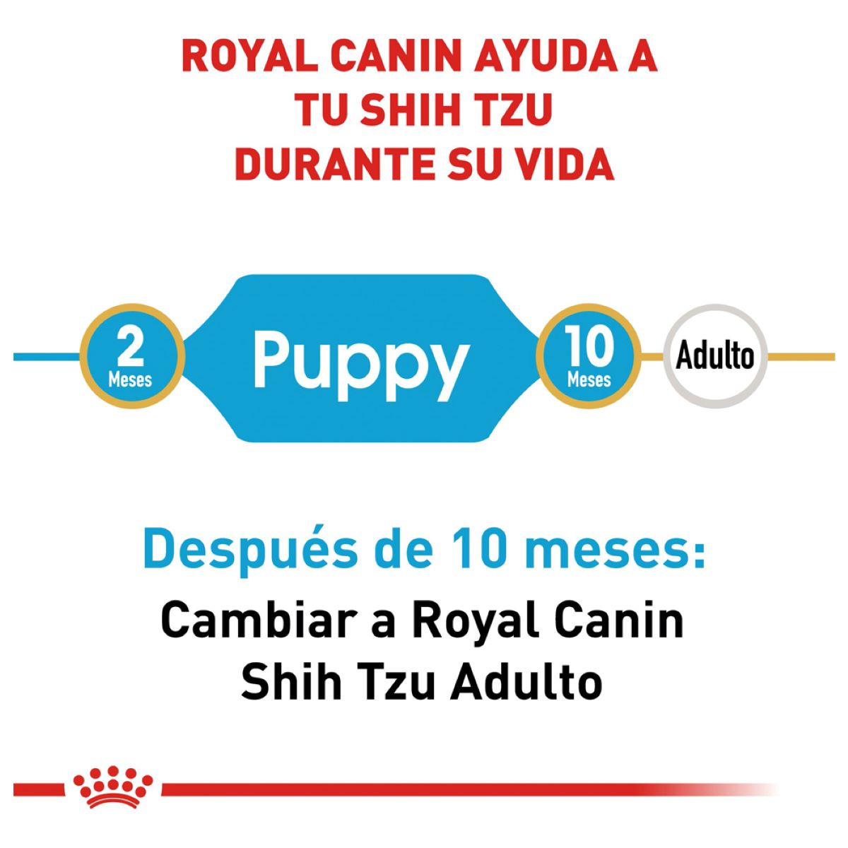 Shih Tzu Puppy 1.1 Kg.
