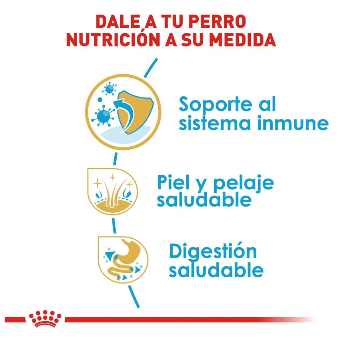 Shih Tzu Puppy 1.1 Kg.