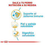 Shih Tzu Puppy 1.1 Kg. Profesional