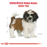 Shih Tzu Puppy 1.1 Kg.