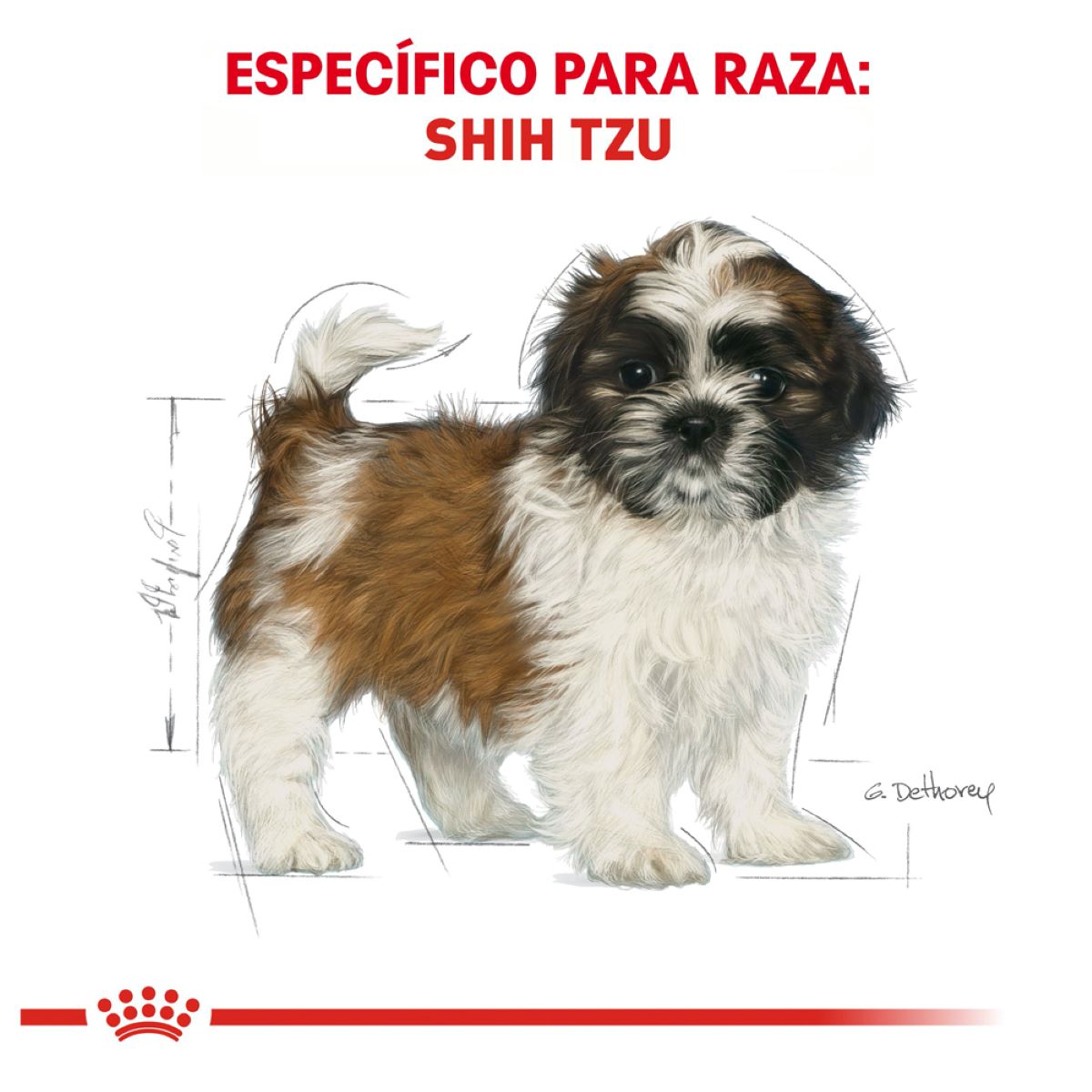 Shih Tzu Puppy 1.1 Kg. Profesional