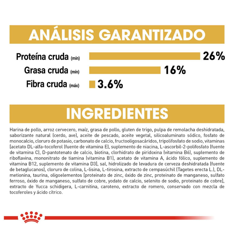 Shih Tzu Puppy 1.1 Kg. Profesional