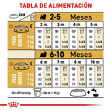 Shih Tzu Puppy 1.1 Kg.