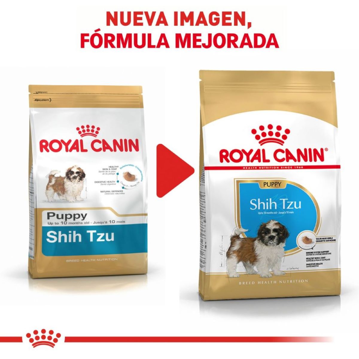 Shih Tzu Puppy 1.1 Kg.
