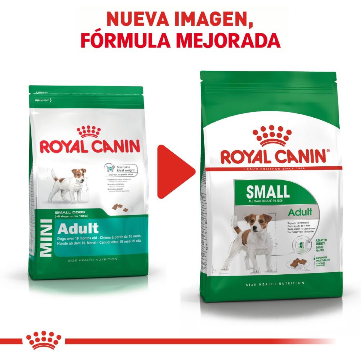 Mini Adult Royal Canin Profesional