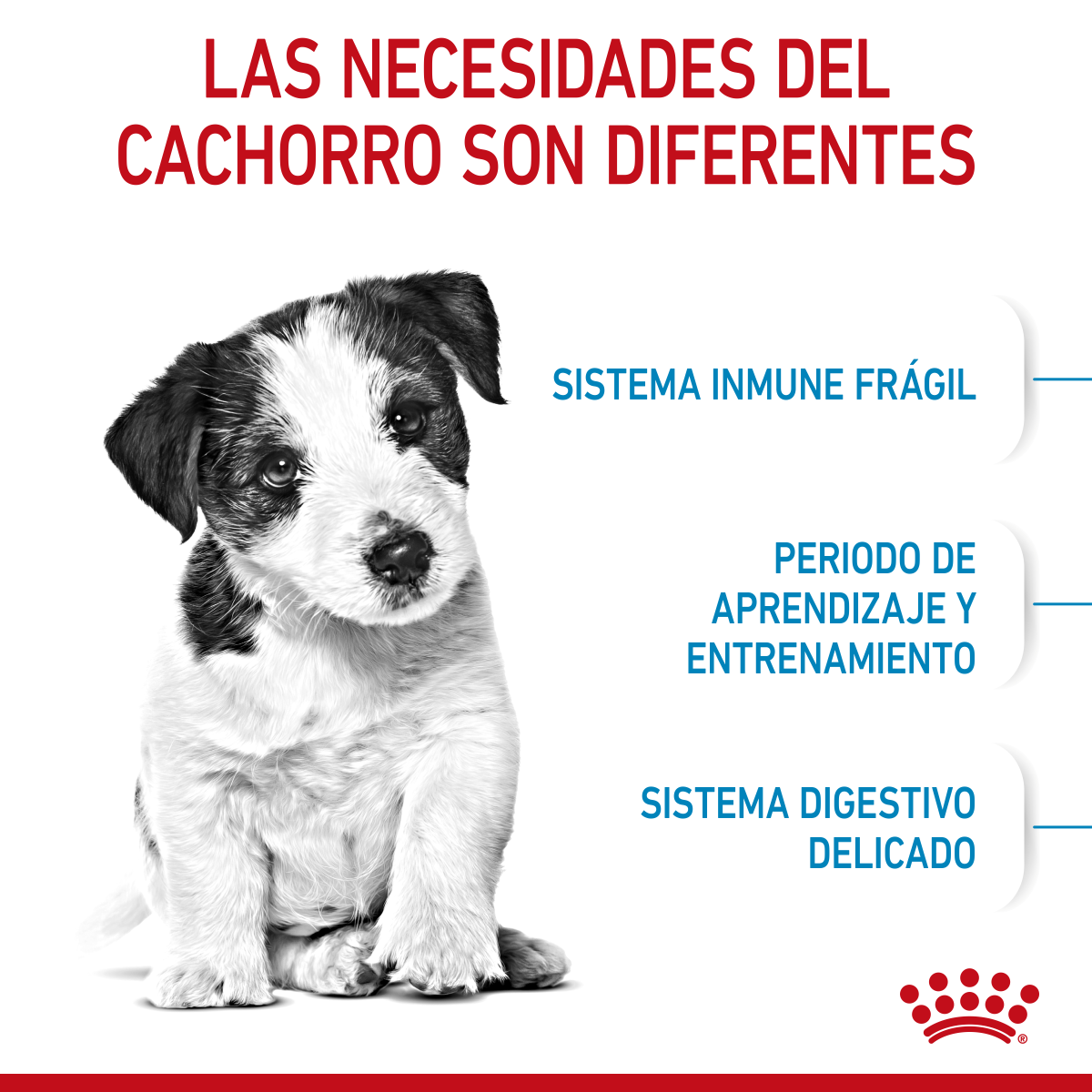 Small Puppy Petit Royal Canin