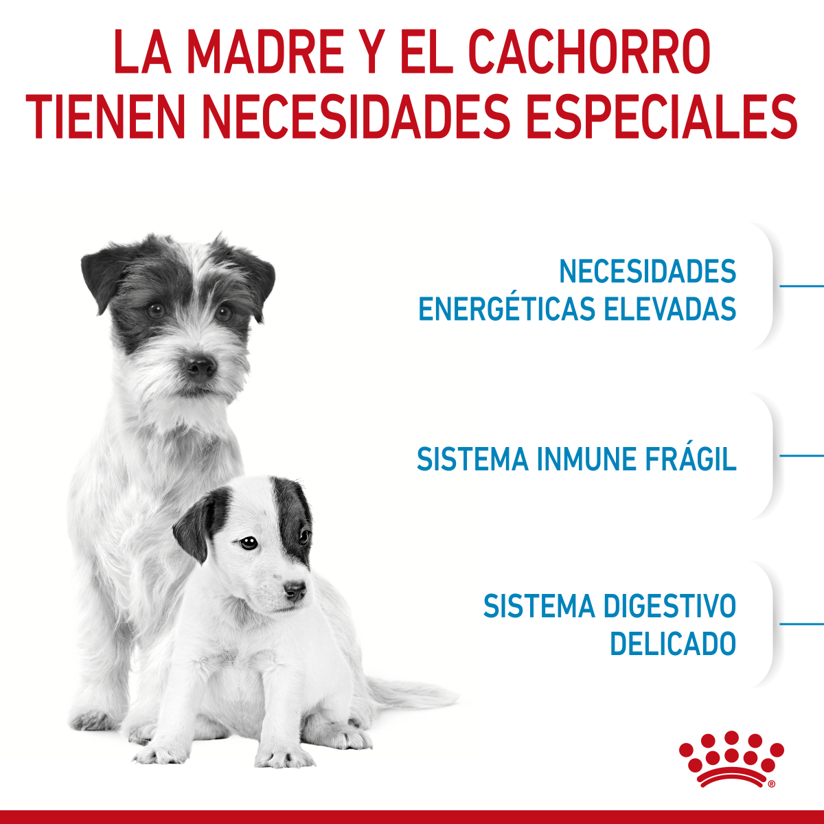 Starter Mother and Baby Dog Small 6.36 Kg. Profesional