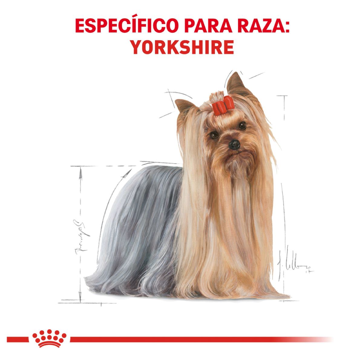 BHN YORKSHIRE TERRIER ADULT 1 KG Profesional