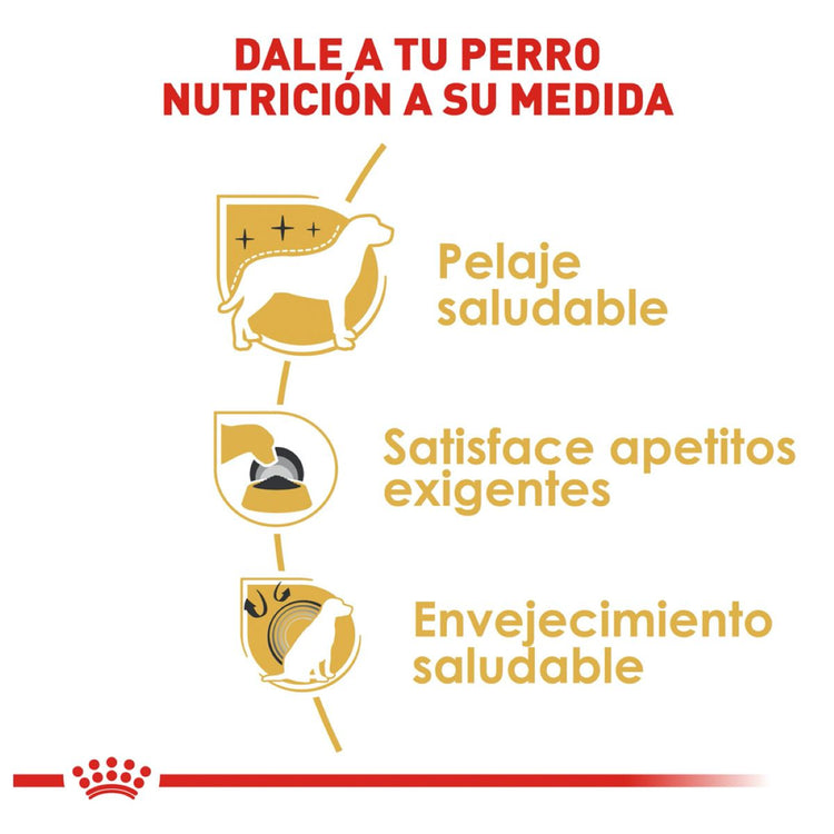 Yorkshire Terrier Profesional