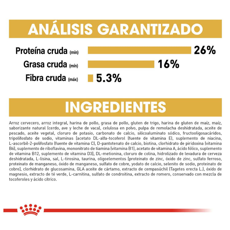 Yorkshire Terrier Profesional