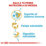 BHN YORKSHIRE TERRIER PUPPY 1 KG Profesional