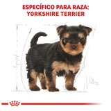 BHN YORKSHIRE TERRIER PUPPY 1 KG Profesional