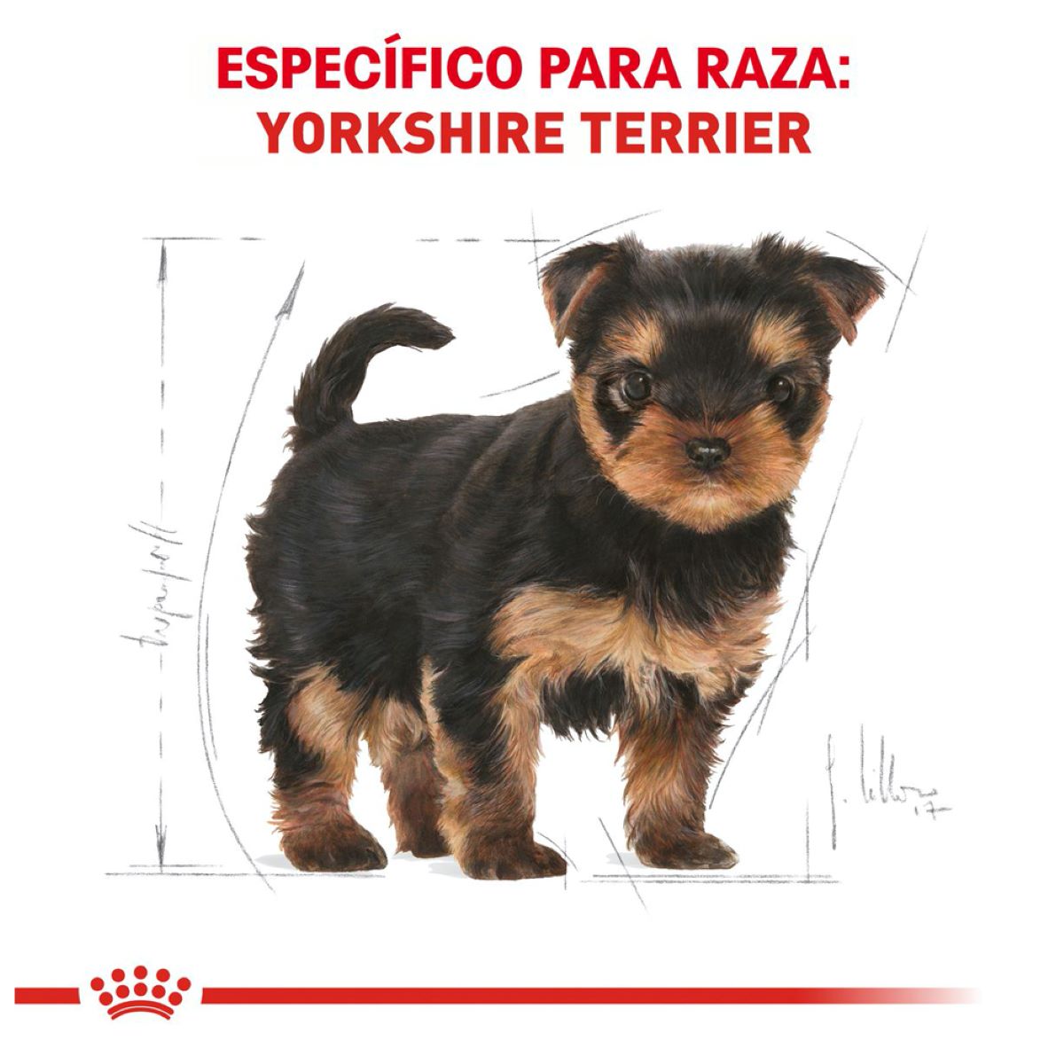 BHN YORKSHIRE TERRIER PUPPY 1 KG Profesional