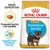 BHN YORKSHIRE TERRIER PUPPY 1 KG Profesional
