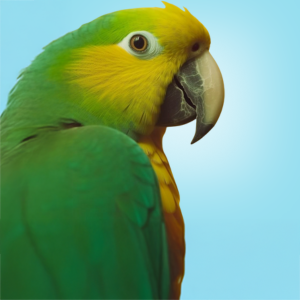 Aves