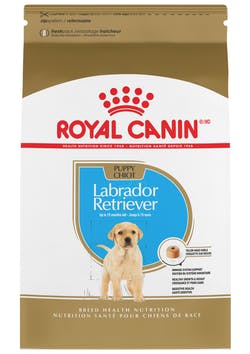 Labrador Retriever Puppy 13.6 Kg. Profesional