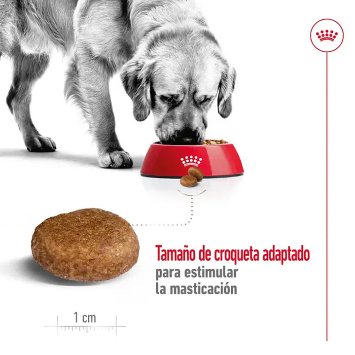 MAXI ADULTO ROYAL CANIN