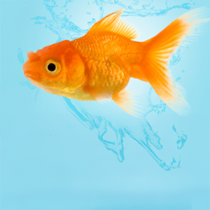 Peces
