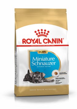 Schnauzer Puppy 1.1 Kg. Profesional